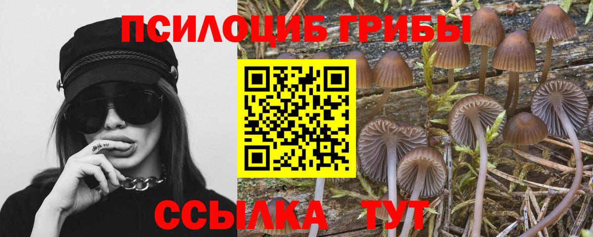 купить наркотики цена  Псилоцибиновые грибы Psilocybe  Вход с VPN  Галлюциногенные грибы прущие грибы  Курчалой 