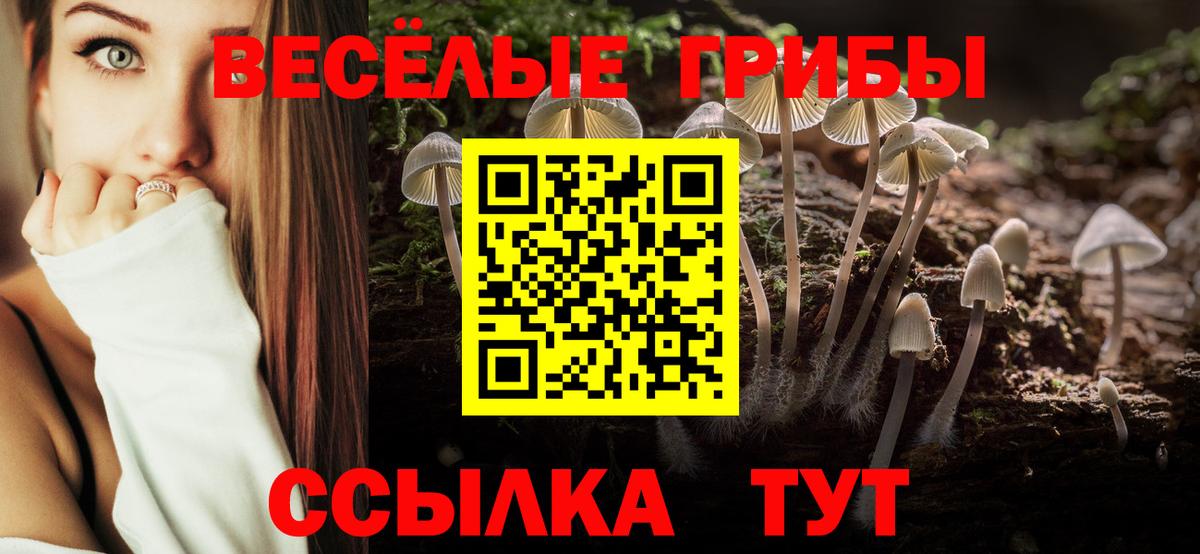 Псилоцибиновые грибы Курчалой